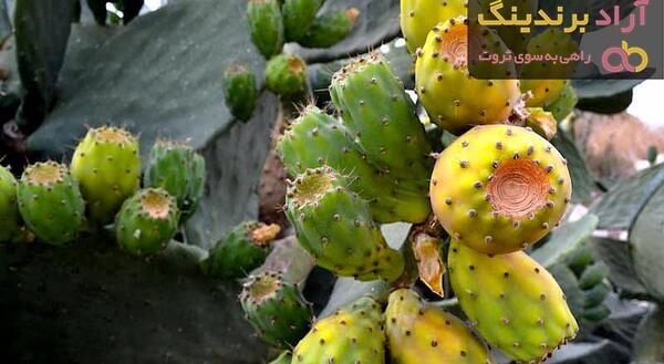 عکس میوه کاکتوس اپونتیا
