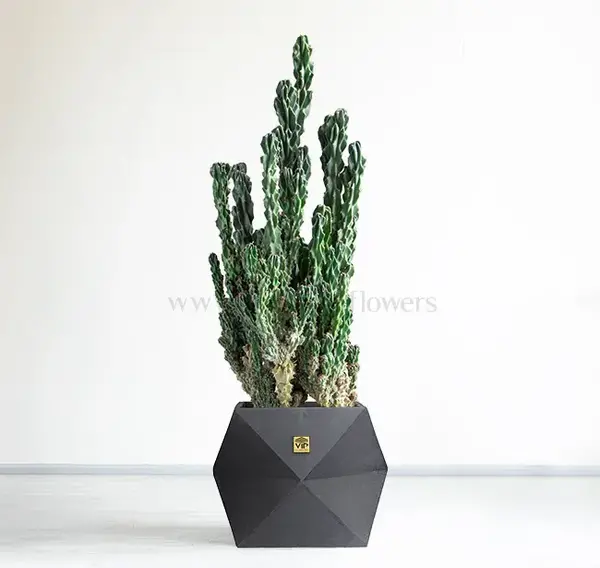 عکس بزرگترین کاکتوس دنیا