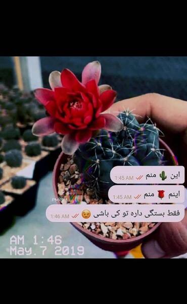 عکس نوشته کاکتوس برای پروفایل