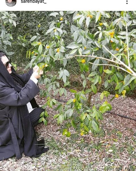 عکس گره زدن سبزه سیزده بدر