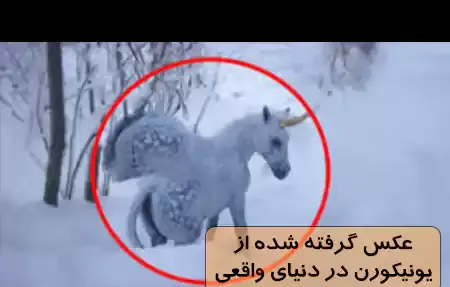 عکس یونیکورن های واقعی