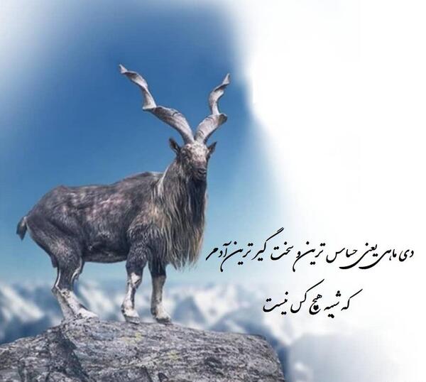 عکس درباره دی ماهی ها