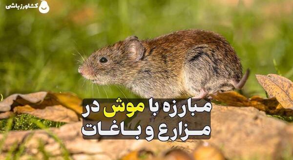 عکس های موش بزرگ