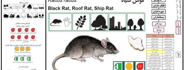 عکس های بزرگترین موش دنیا