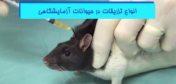 عکس موش خرگوش