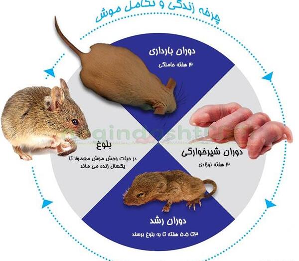 عکس قرص مرگ موش