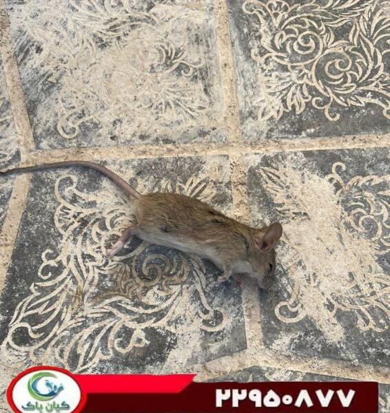 عکس قرص مرگ موش