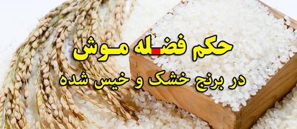 عکس فضله موش در برنج