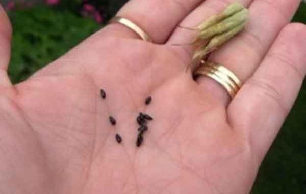 عکس فضله موش در برنج
