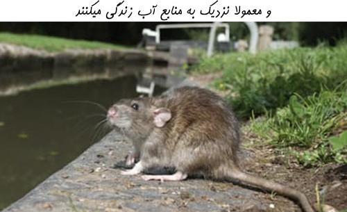 عکس موش فاضلاب تهران
