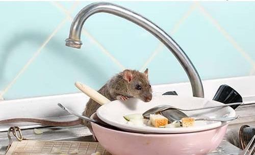 عکس موش های فاضلاب