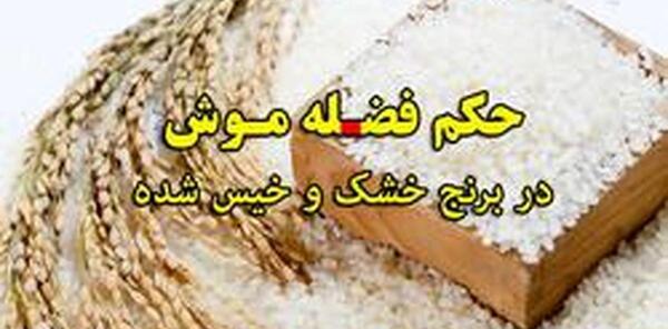 عکس فضله موش فاضلاب