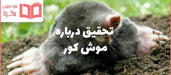 عکس موش کور صحرایی