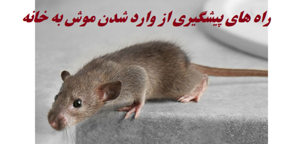 عکس موش سیاه بزرگ