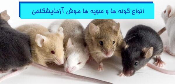 عکس موش سیاه بزرگ