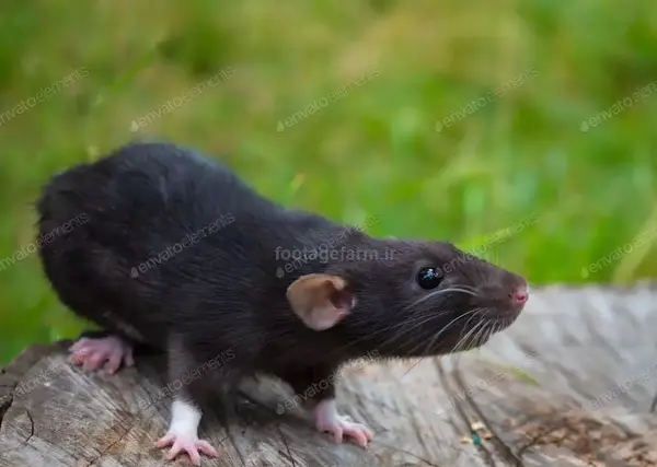 عکس موش سیاه بزرگ