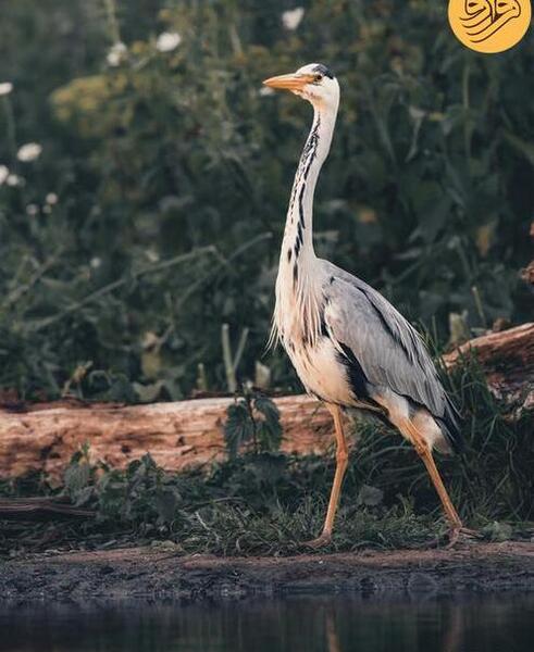 عکس موش سیاه بزرگ