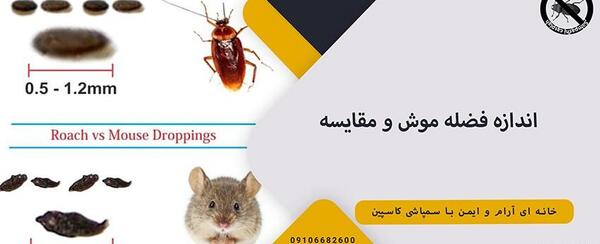 عکس فضله موش صحرایی