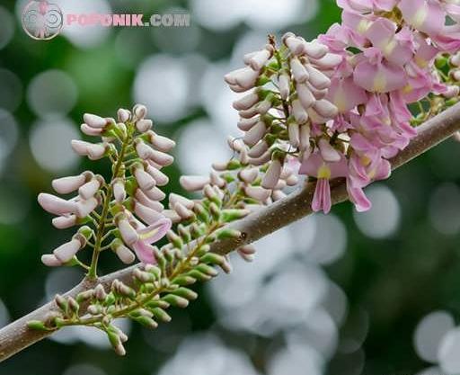 عکس مرگ موش سیاه رنگ