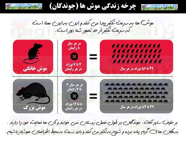 عکس مرگ موش سیاه رنگ