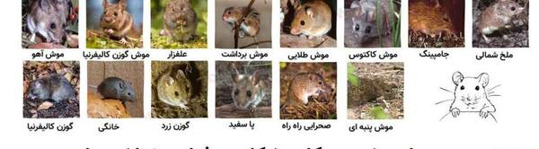عکس موش خیلی ریز