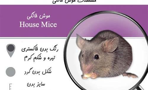 عکس موش خانگی خوشگل