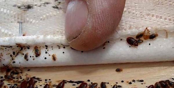 عکس فضله موش خانگی