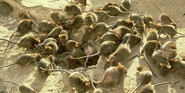 عکس بزرگترین موش جهان