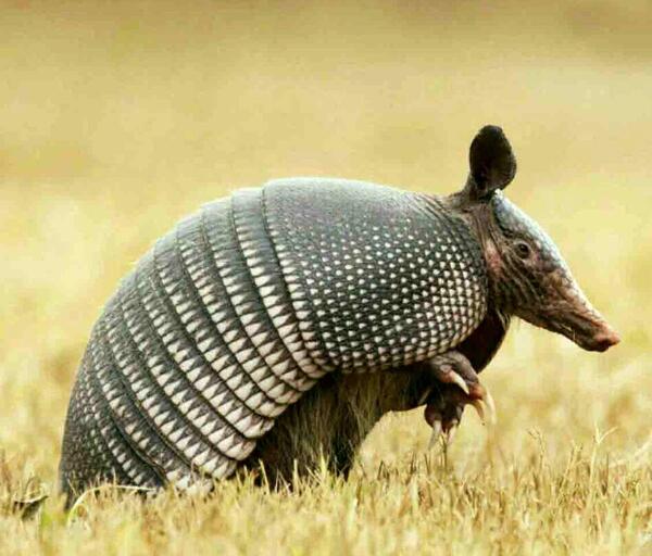 عکس حیوان موشکا