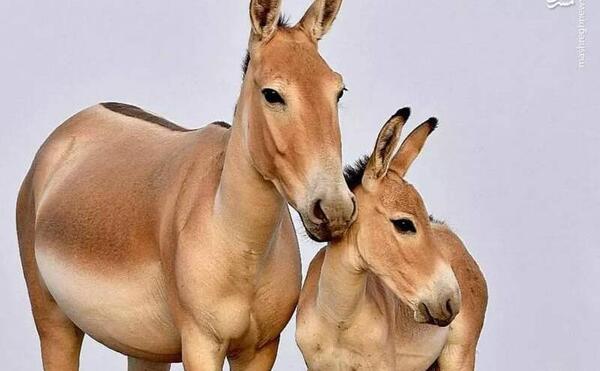 عکس حیوان موشکا