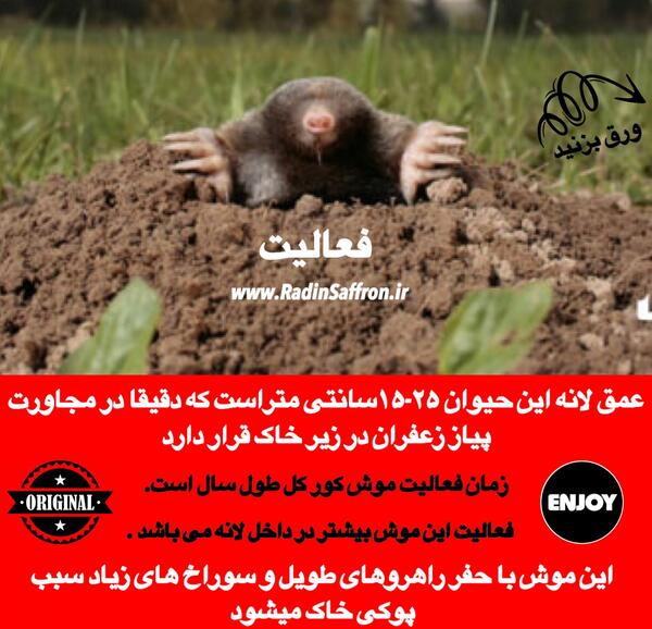 عکس چشم موش کور