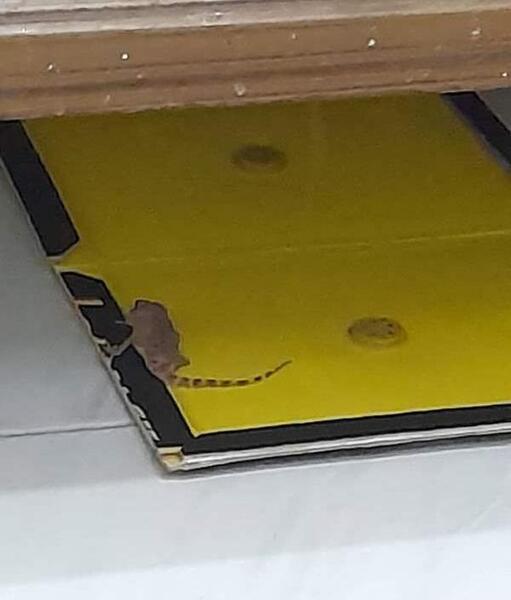 عکس موش روی چسب موش