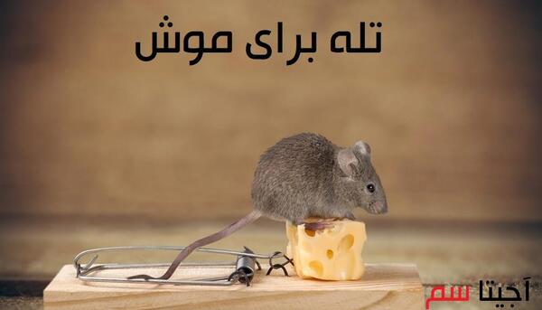 عکس ترسناک ترین موش
