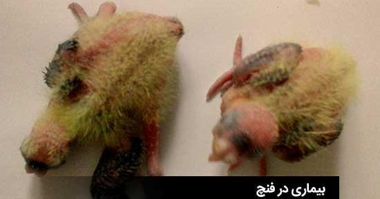 عکس فضله موش پخته شده