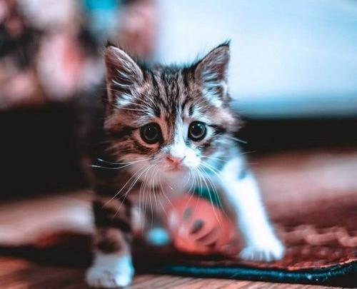 عکس پروفایل موش فانتزی