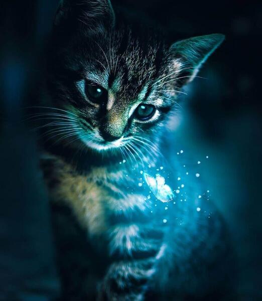عکس پروفایل موش گربه
