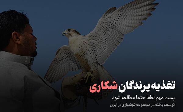 عکس پرنده موش گیرک