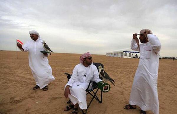 عکس پرنده موش گیرک