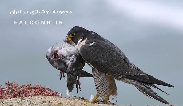 عکس پرنده موش گیرک