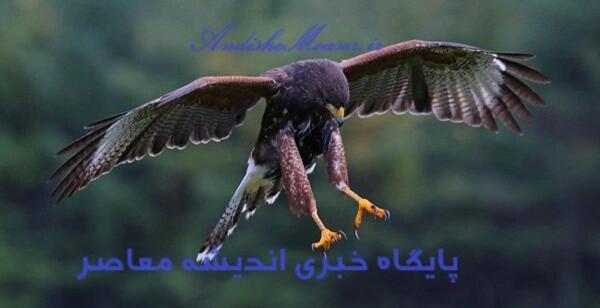 عکس پرنده موش گیرک