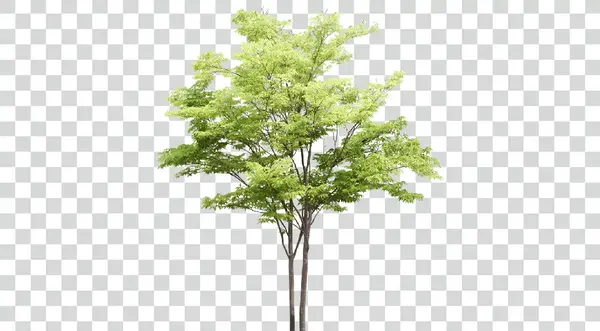 عکس موش با برگ درخت