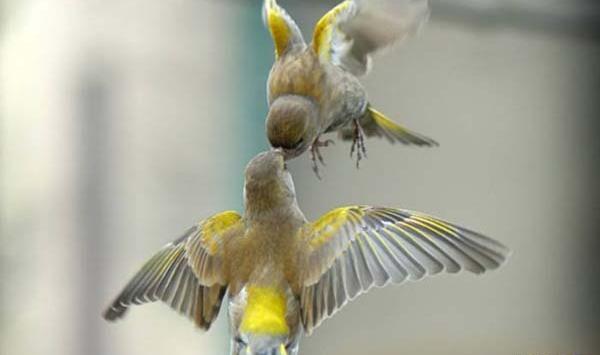 عکس پرنده هودی کلاه