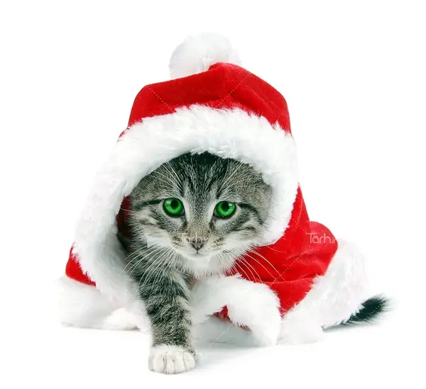 عکس با کلاه کریسمس