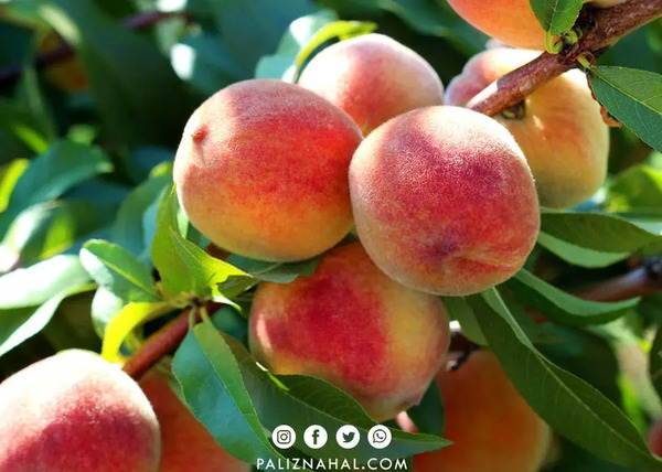 عکس میوه های جهنمی