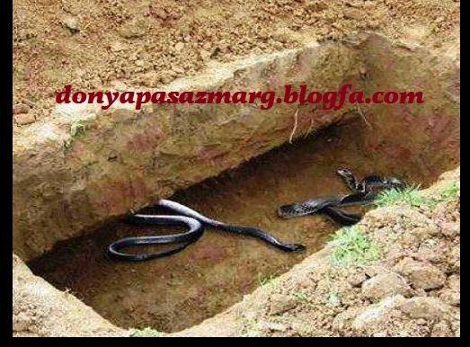 عکس های مار های جهنمی