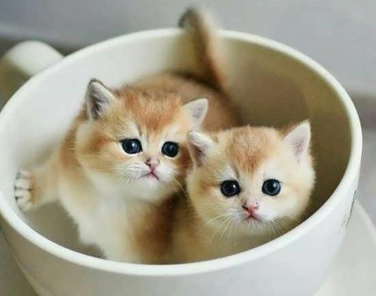 عکس گربه های خیلی بامزه