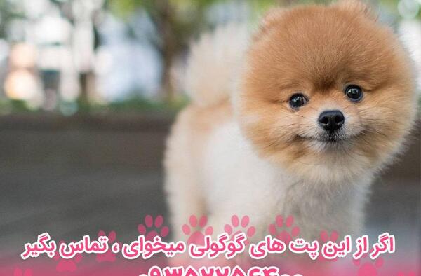 عکس سگ پامرانین، بامزه