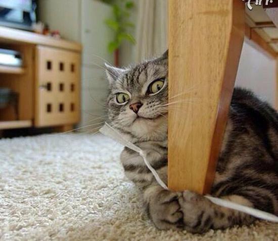 عکس های بامزه گربه ها