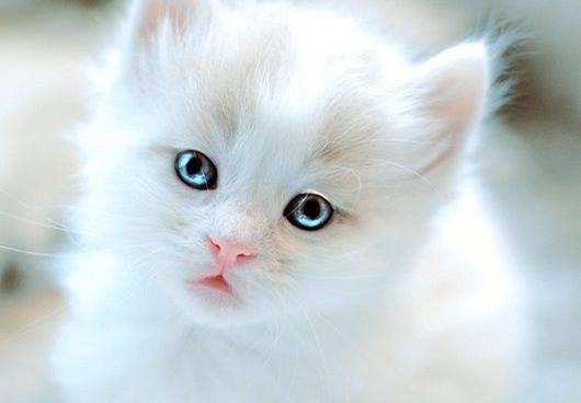 عکس هایی از گربه های بامزه