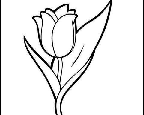 عکس نقاشی ساده ی گل لاله